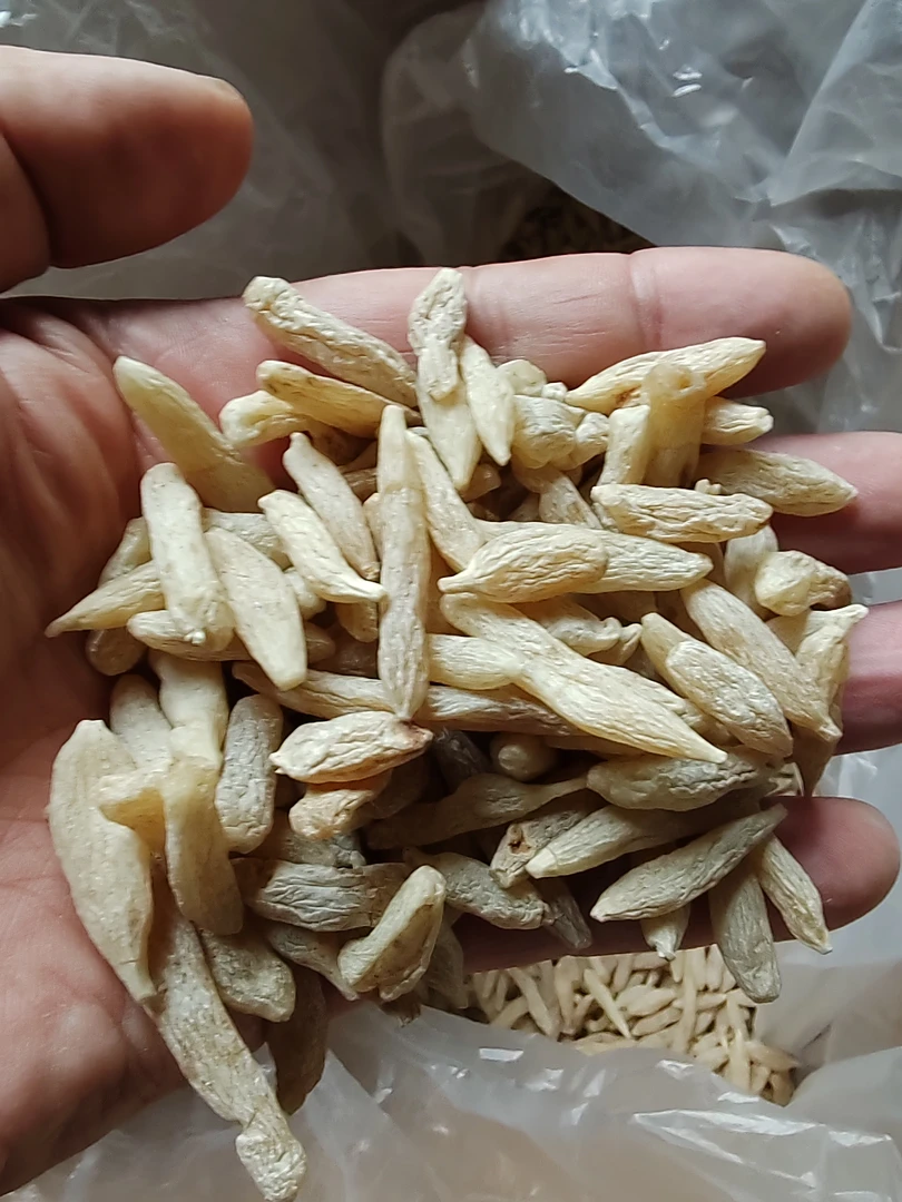种植麦冬精选特级