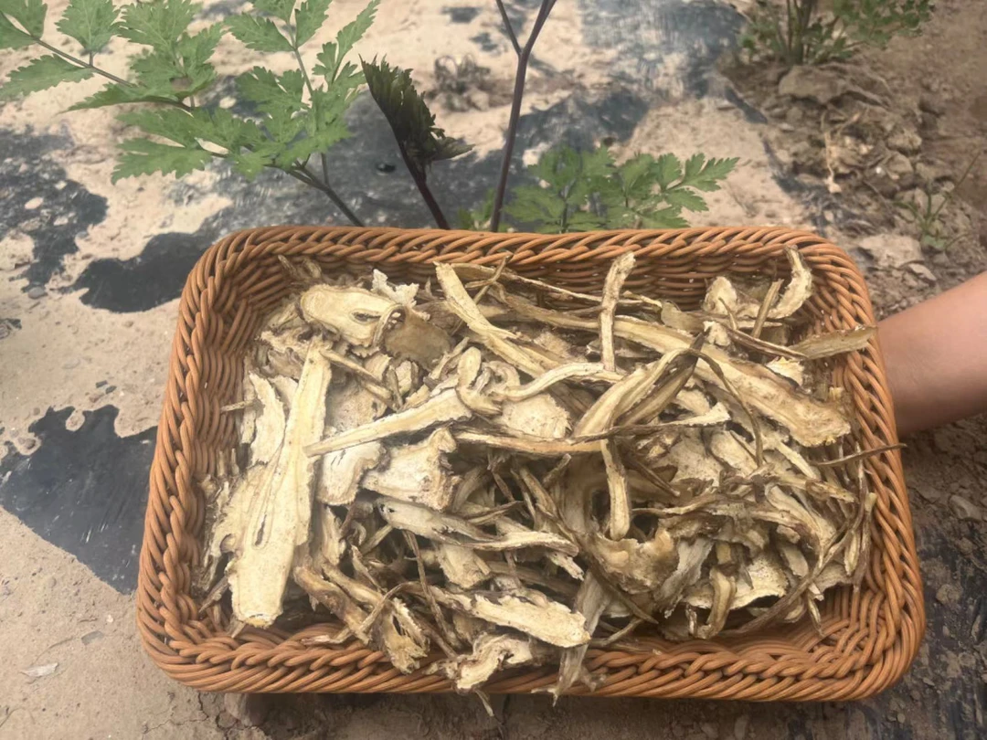 当归切片有碎枝的介意勿拍