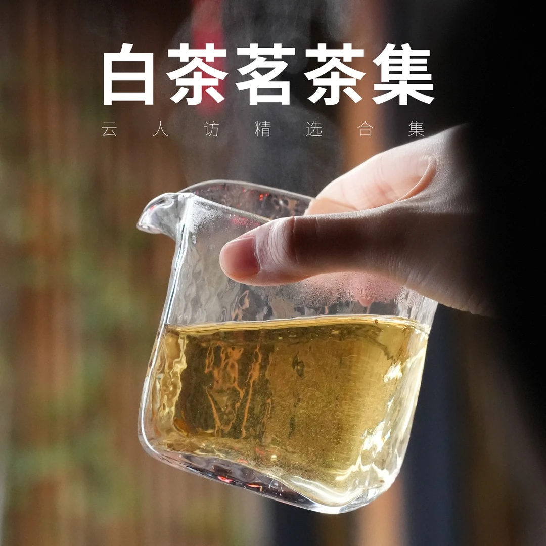 【白茶茗茶集】白茶品鉴合集 云人访