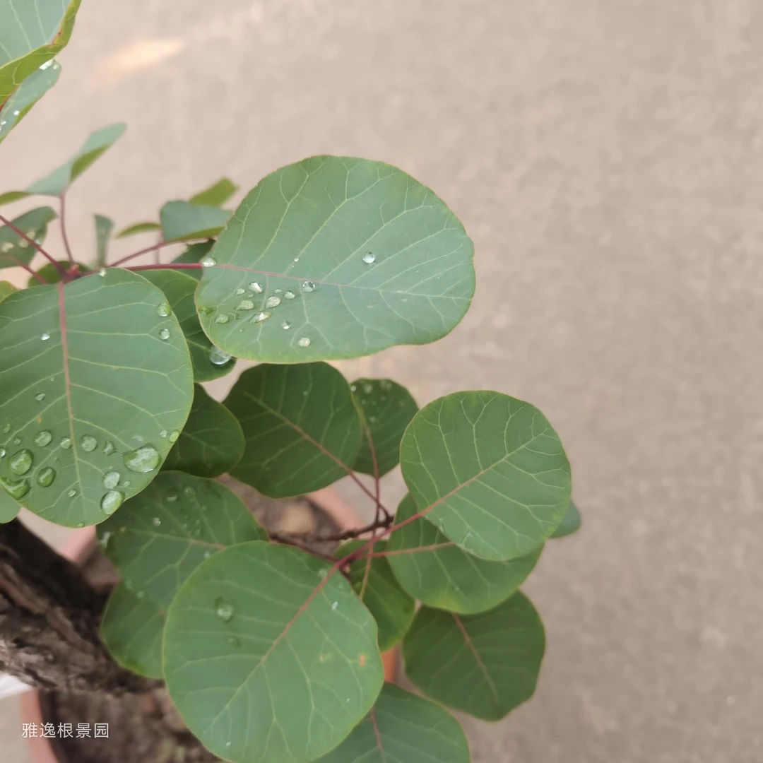 香山红叶黄栌盆景