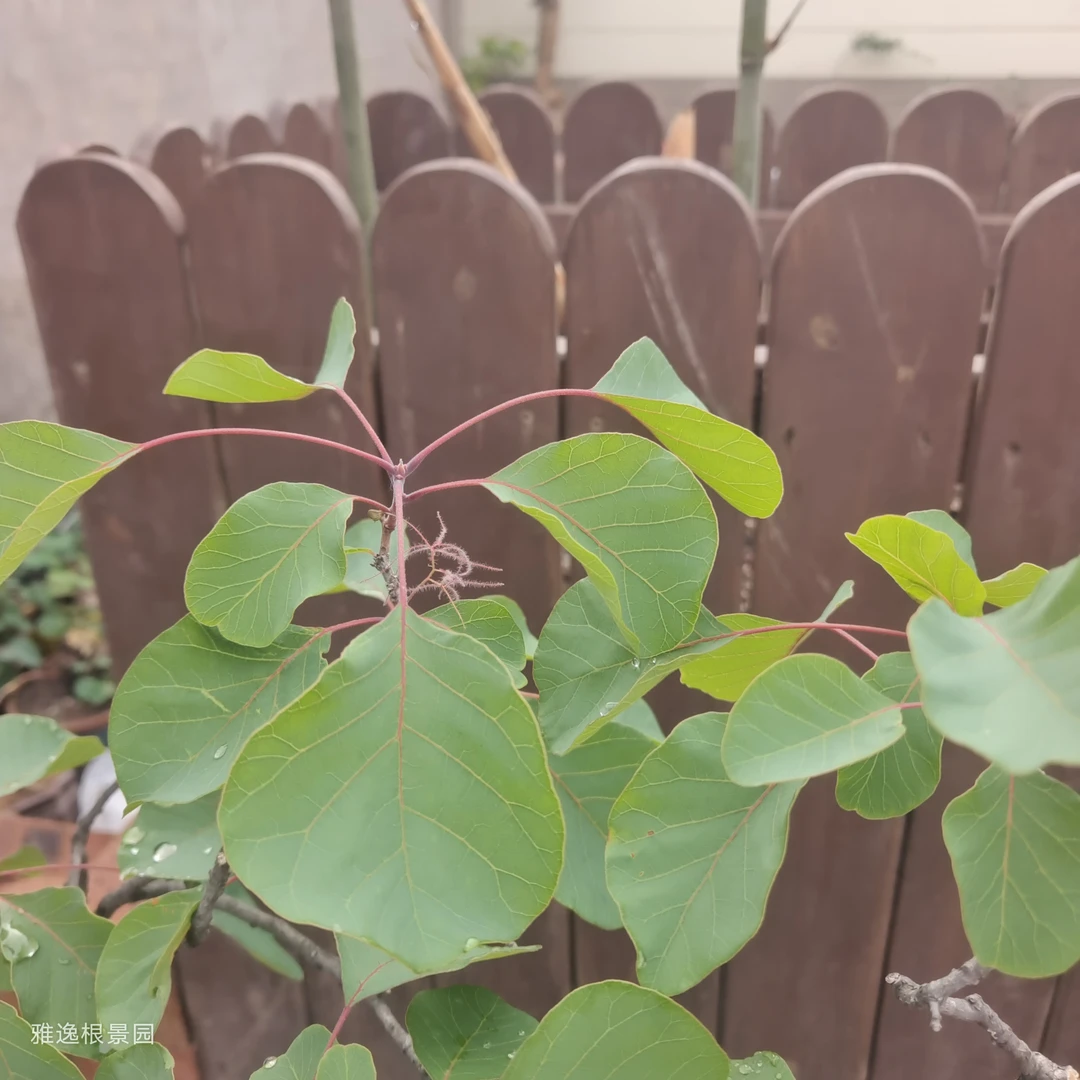 香山红叶，黄荆雀梅