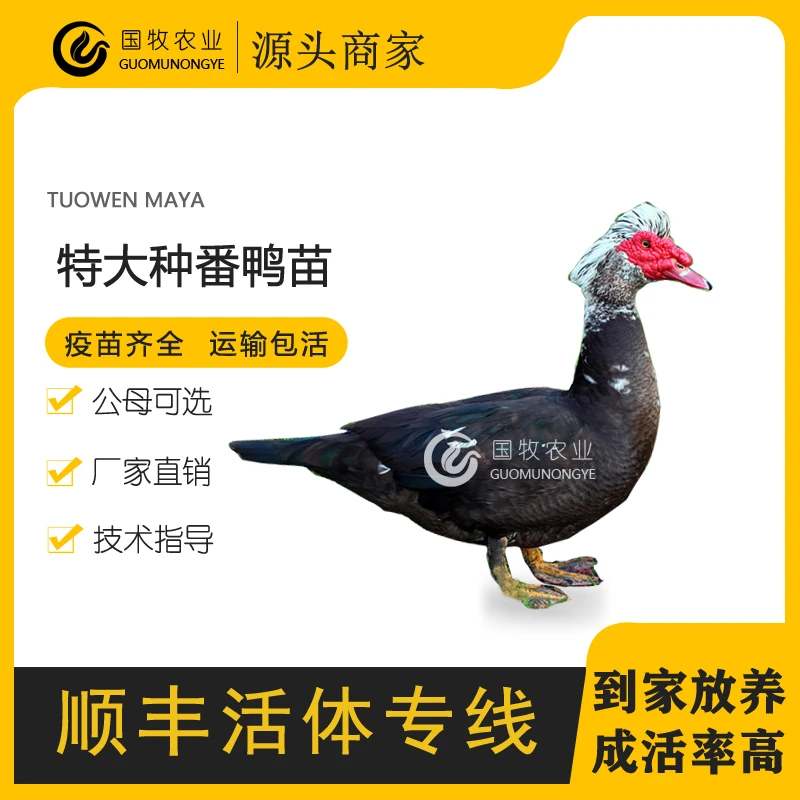 大种番鸭活苗脱温一斤半大火鸭旱鸭幼苗黑番鸭苗批发出售顺丰包邮