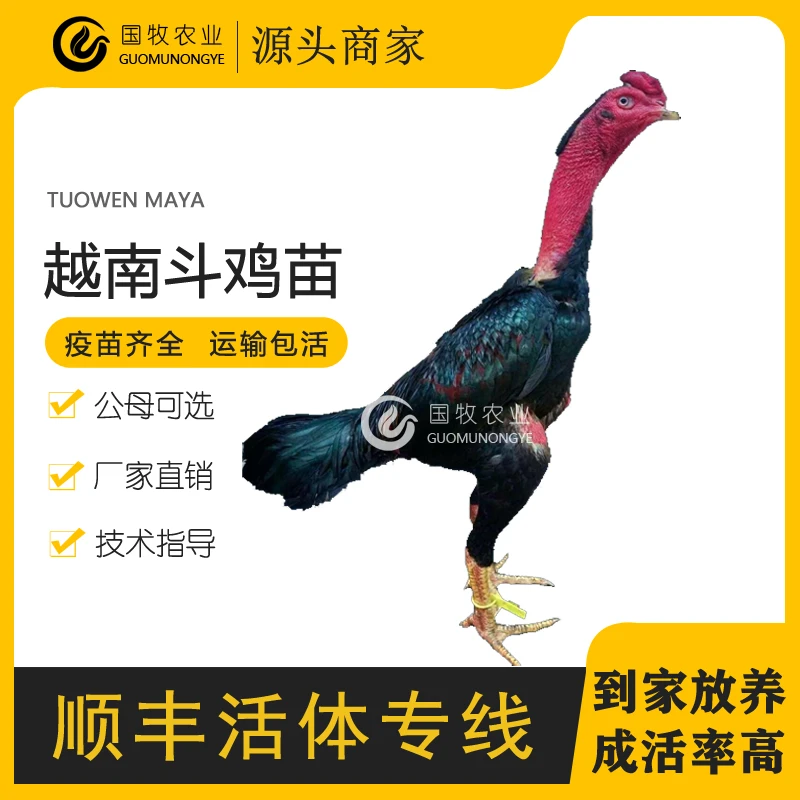 纯种斗鸡活苗批发一斤半大脱温越南斗鸡苗鬼子斗鸡蛋养殖幼苗出售