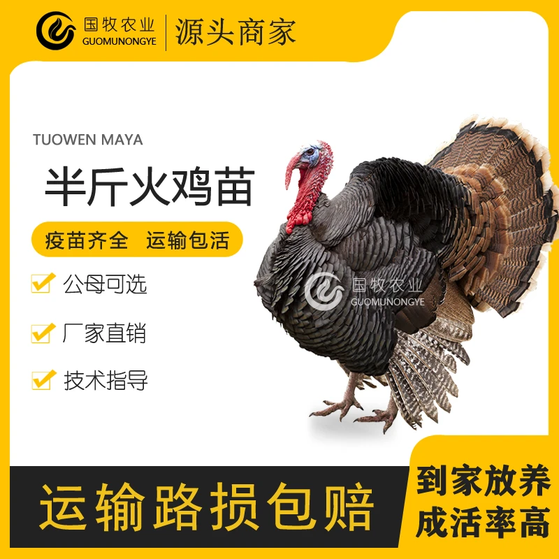 火鸡活苗青铜贝蒂娜半斤脱温大种火鸡苗批发顺丰包邮幼苗包活到家