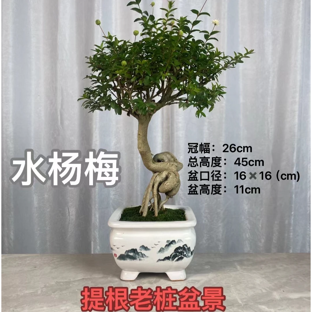 提根老桩"水杨梅"盆景/室内室外均可摆放/喜光喜潮湿好养护植物