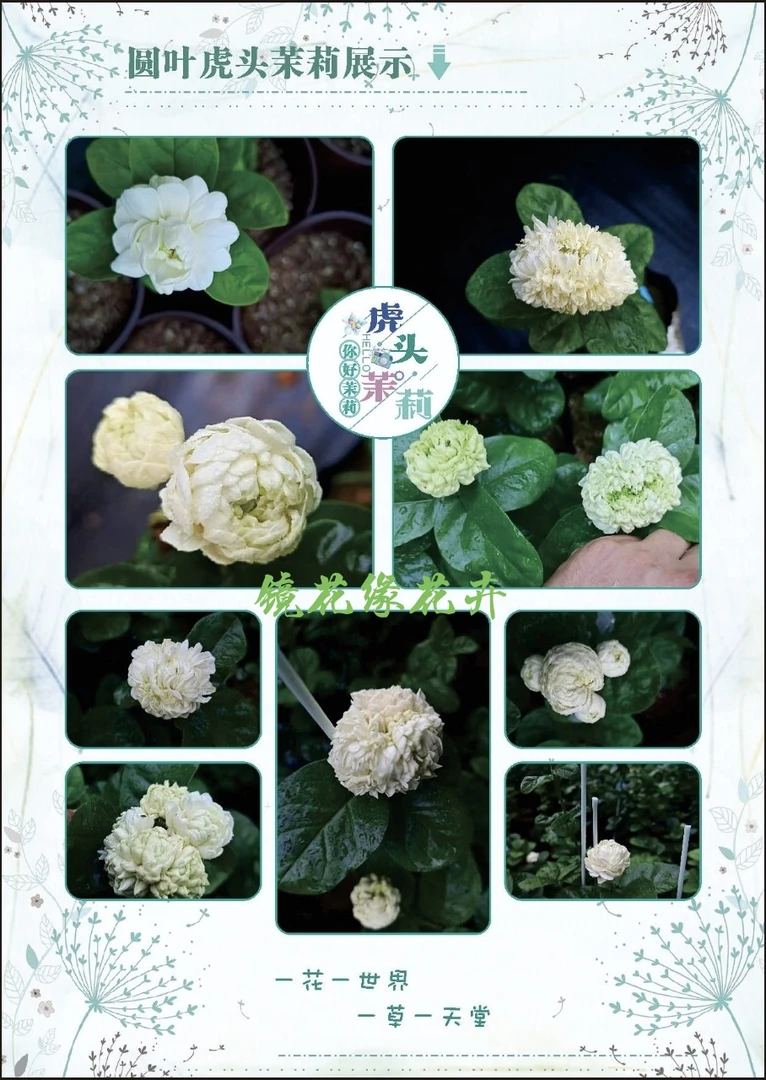 茉莉花圆叶大花浓香重瓣虎头茉莉一物一拍原盆原土种植包邮包对版