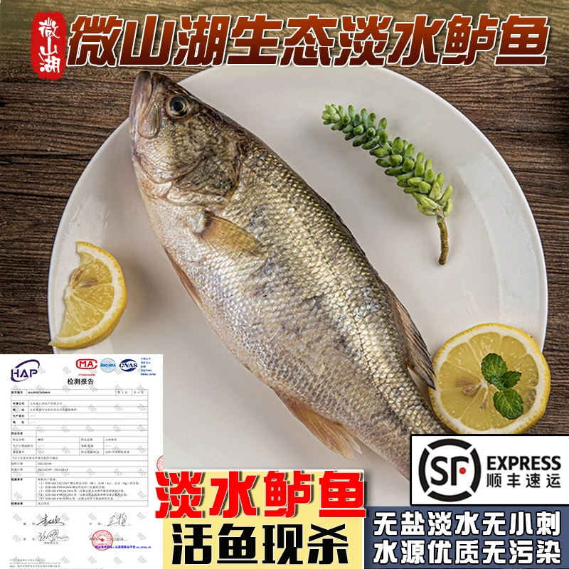 微山湖生态淡水河鲈鱼新鲜活鱼现杀非海鲈鱼非养殖三去无抗发顺丰