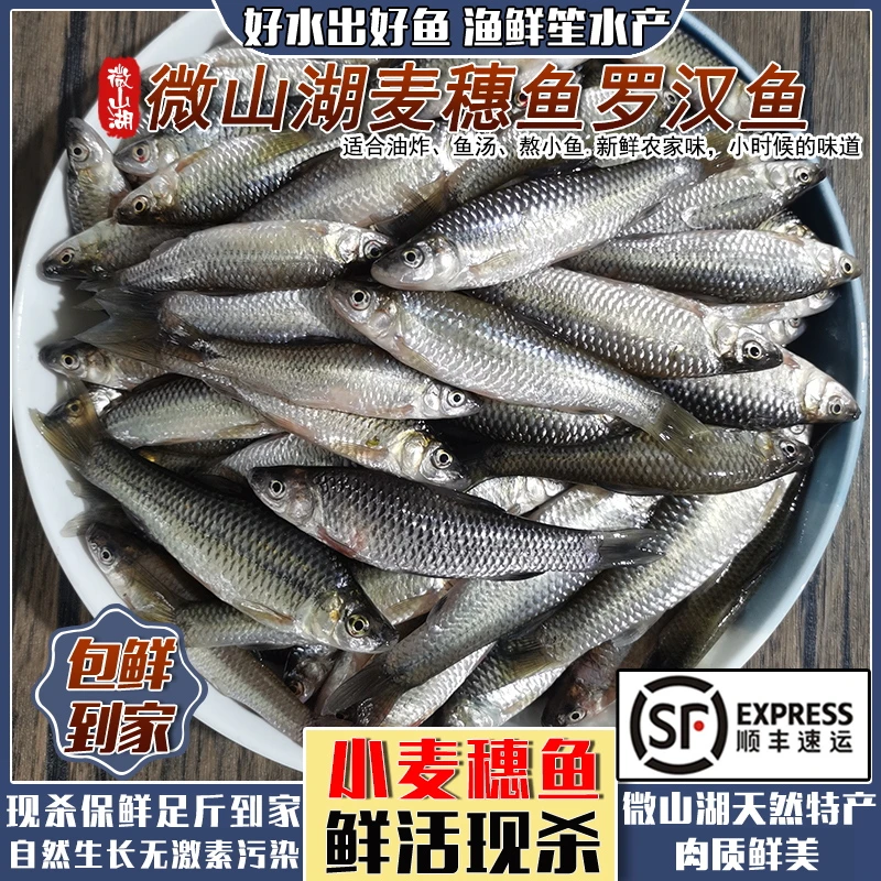 顺丰微山湖小麦穗鱼生态小河鱼罗汉鱼杂鱼柳条淡水鱼新鲜活鱼现杀
