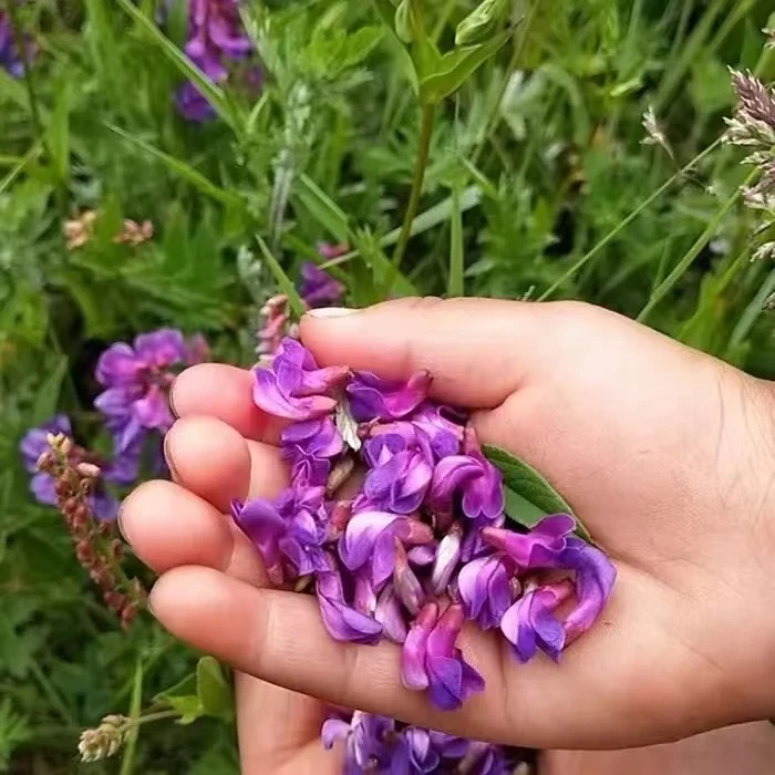 甘南特产尕角花健康美味天然野生植物纯天然干货70g