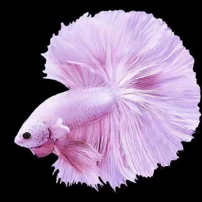 第一版【1-51】直播精选泰国斗鱼小型热带鱼观赏鱼半月将军狮王马尾