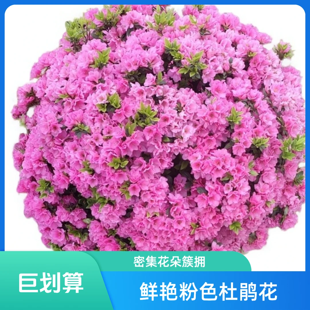 爆花神器，精品杜鹃春鹃球【红花】【粉花】【中国红】，庭院春季