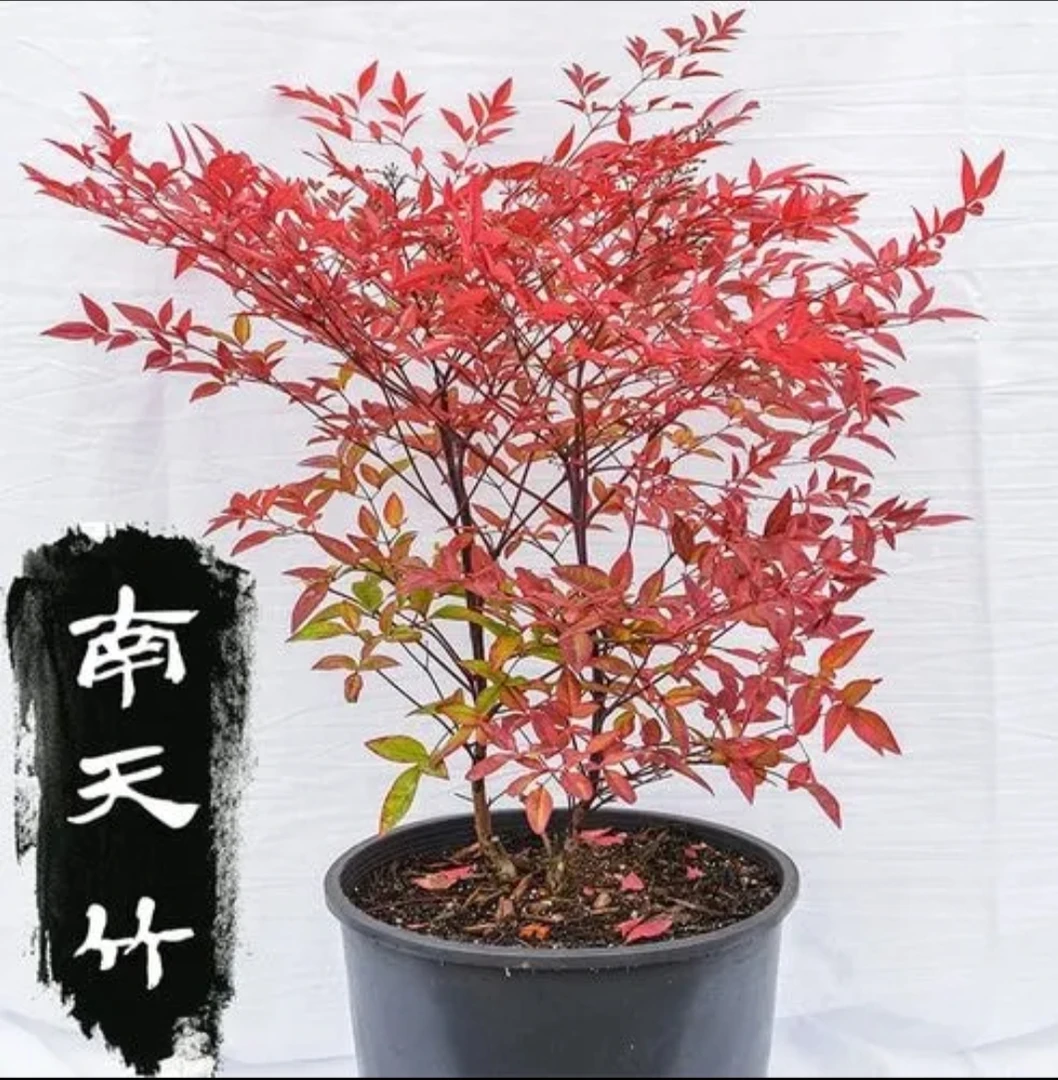 火焰红南天竹盆栽地栽水培植物室内懒人不死