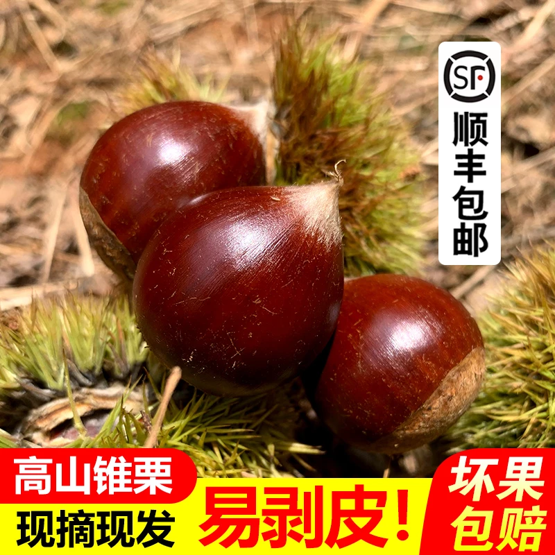 【顺丰包邮】建瓯圆锥栗高山新鲜野生毛栗圆板栗油栗1/3/5斤