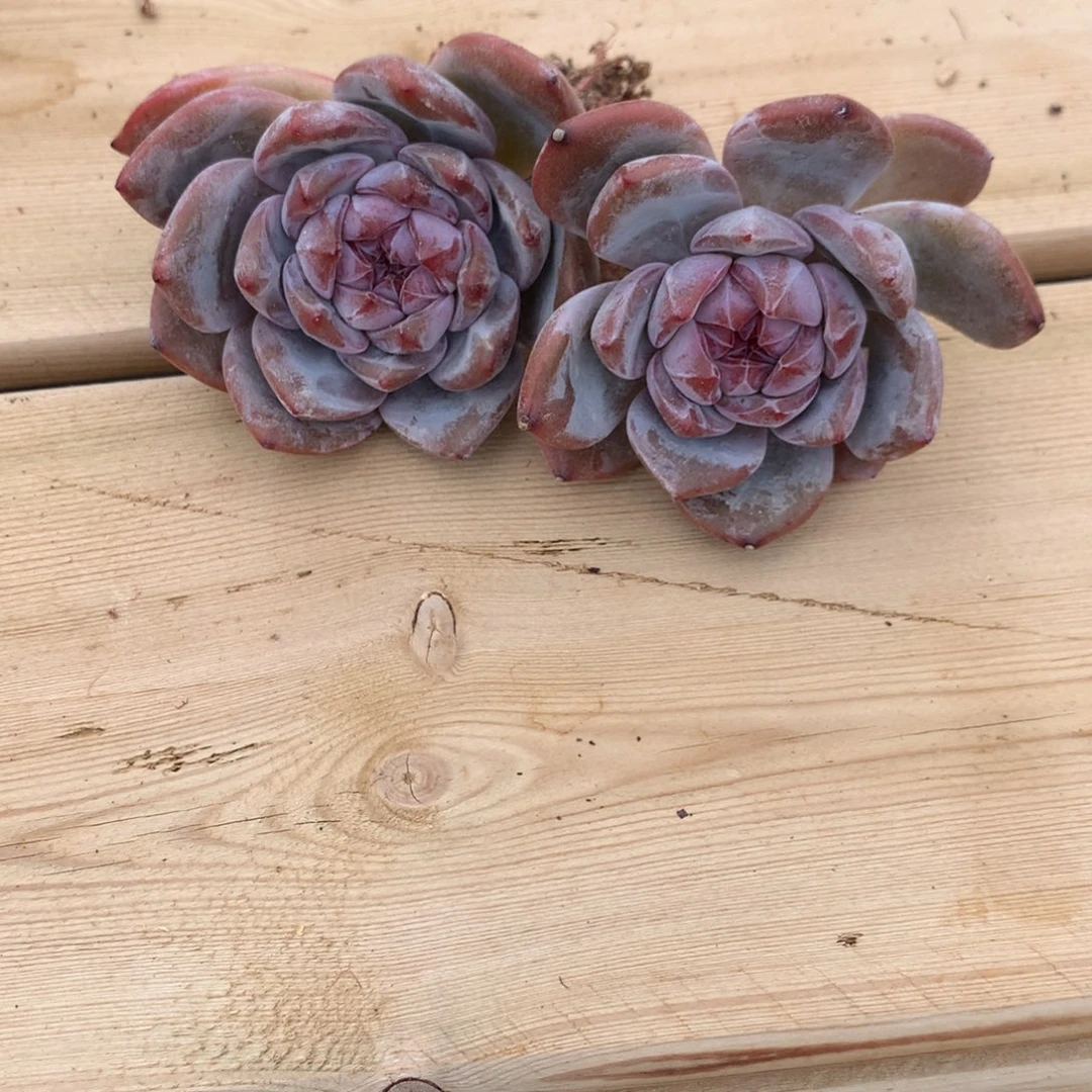 雪****山雪落突尼斯发货多肉