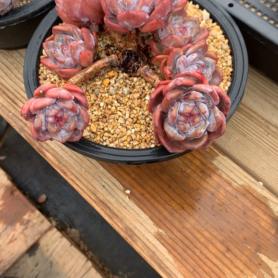 草**片草儿一片石榴籽发货