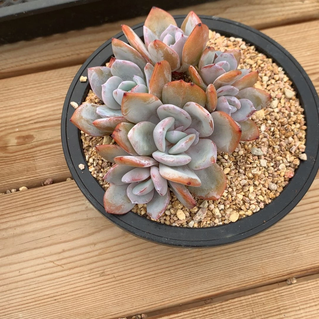 P****a丸子奶茶寄养多肉