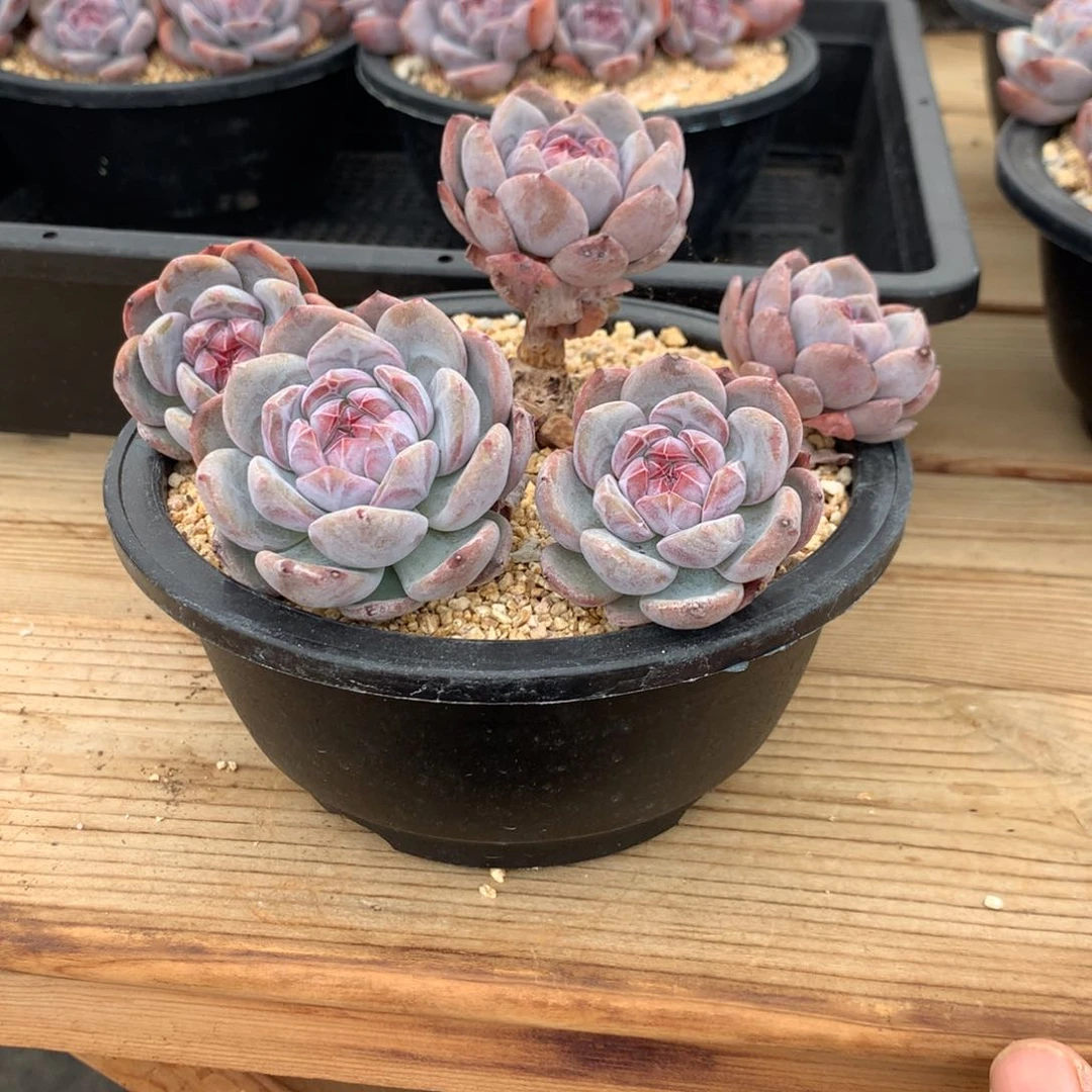 草**片草儿一片石榴籽发货