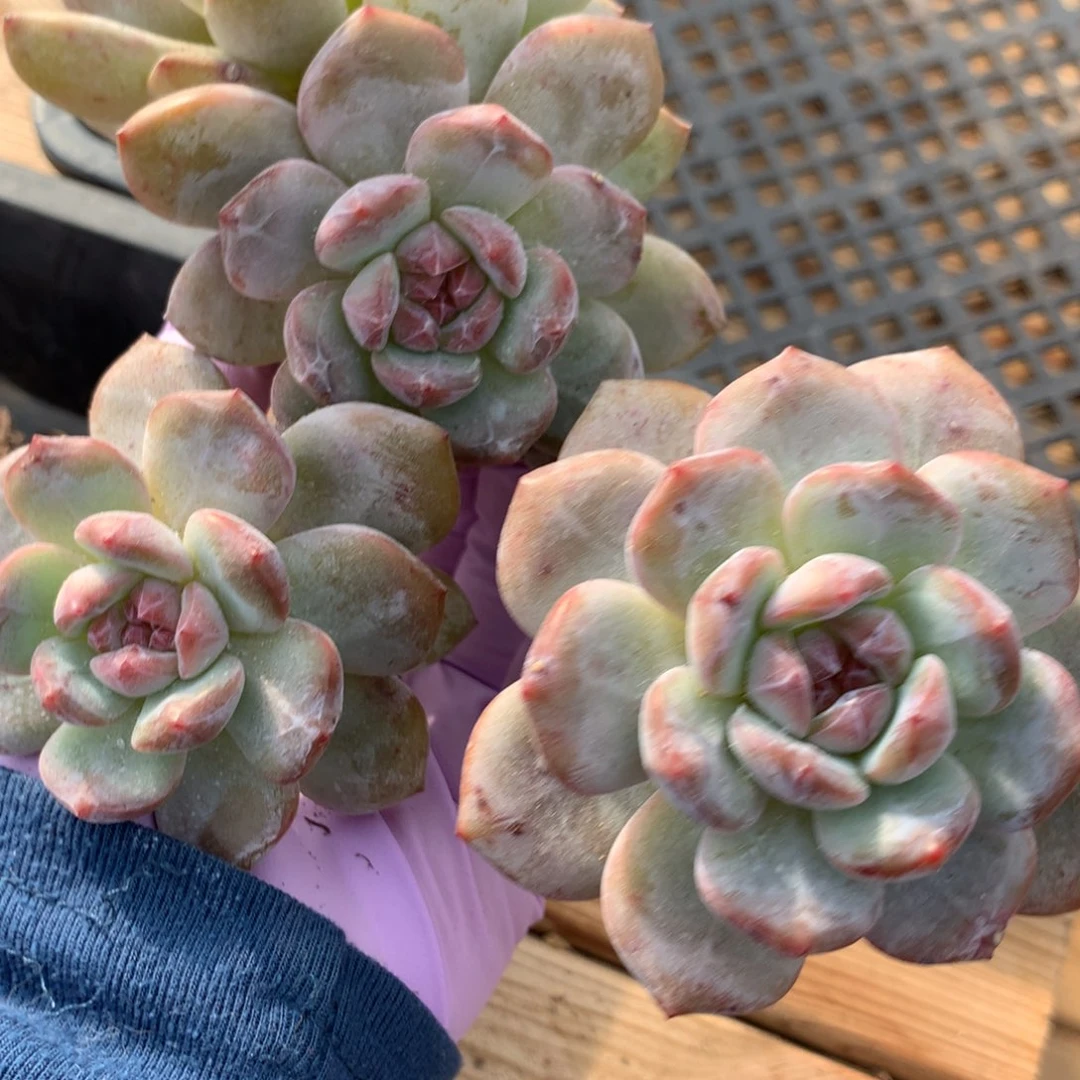 ฅ****绝不认苏突尼斯寄养000