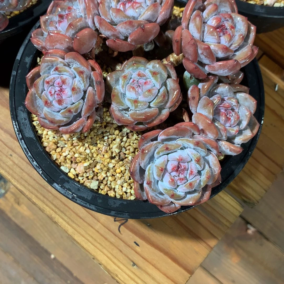 草**片草儿一片石榴籽寄养