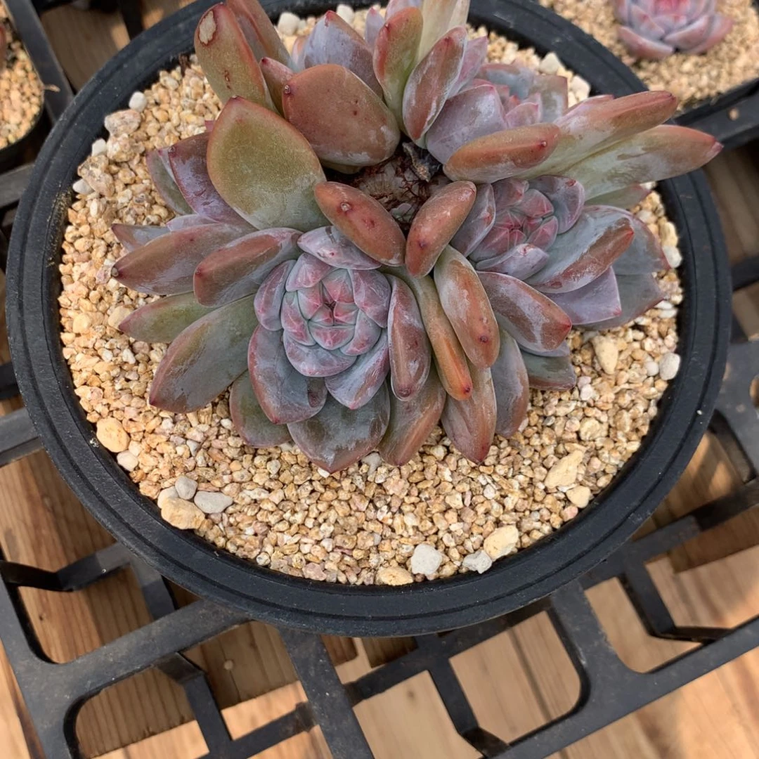 肉**红肉肉石榴籽发货