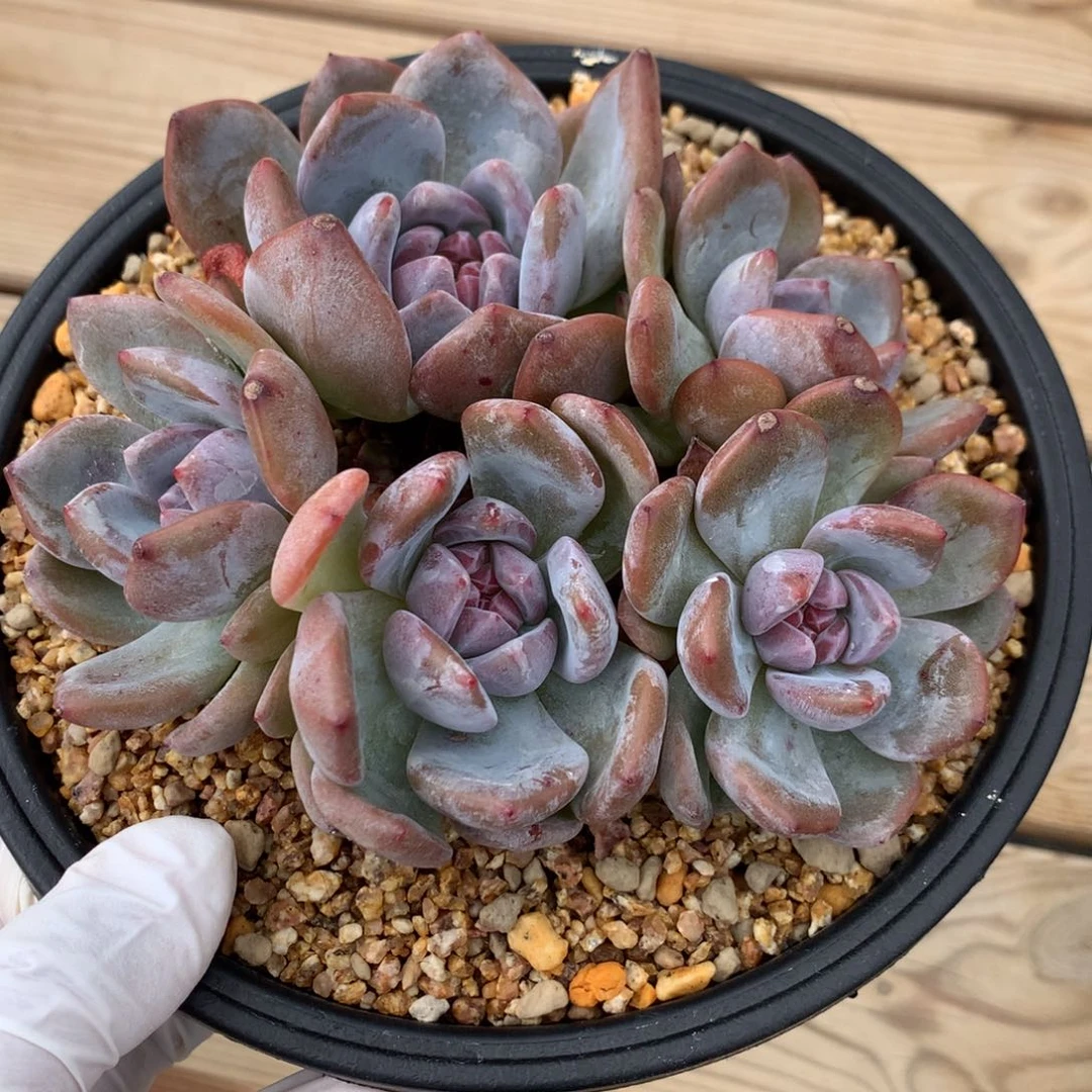 月*月影寄养石榴籽