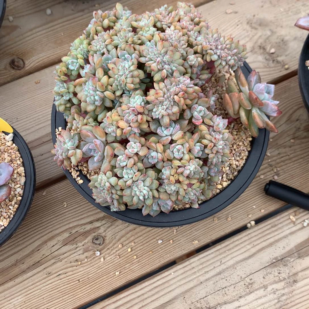 允****…允na橙子5555