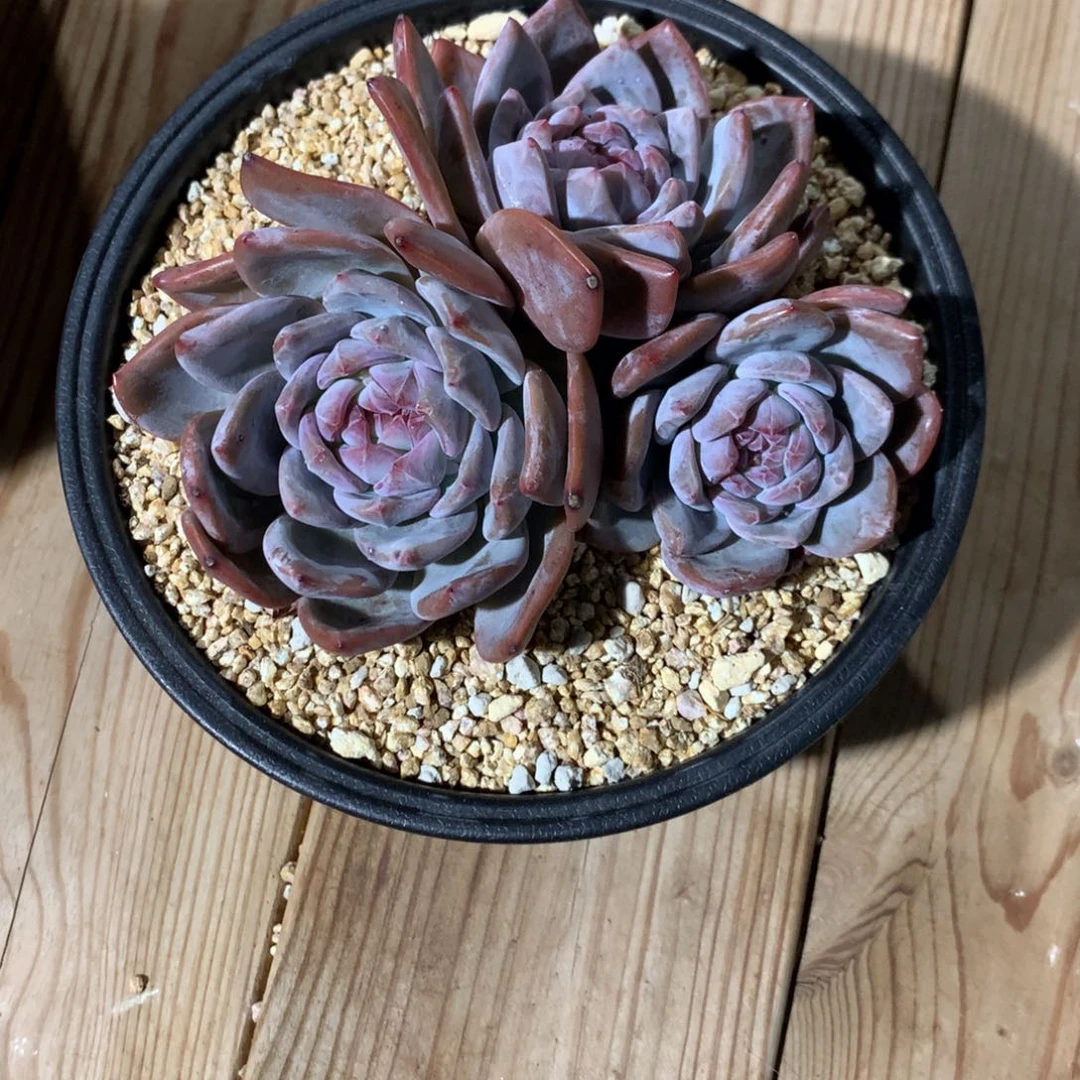 堯*尧卉突尼斯发货