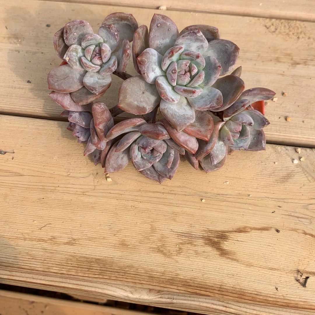 ฅ****绝不认苏突尼斯寄养