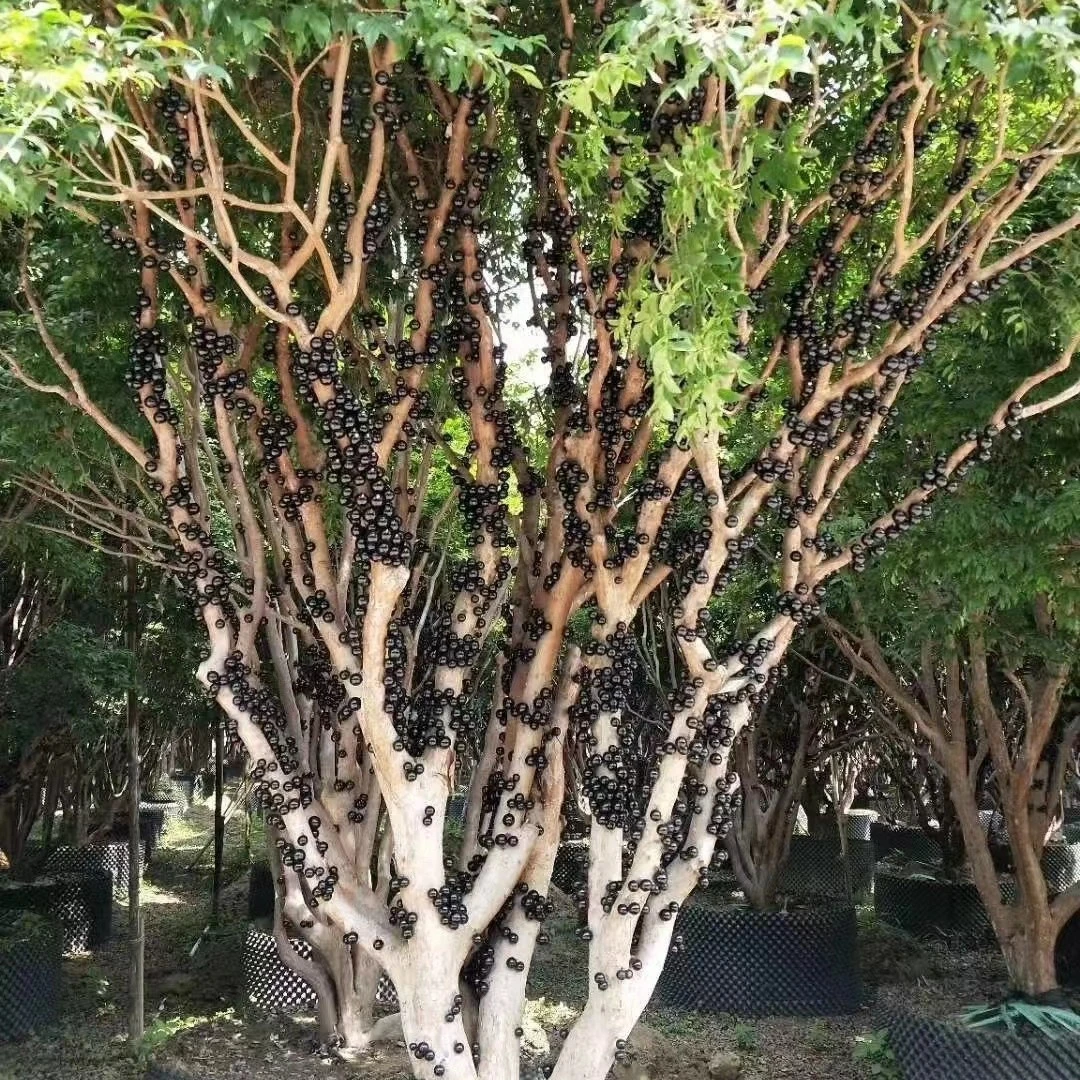 沙巴嘉宝果树苗四季结果树葡萄盆栽地栽带土带叶包邮