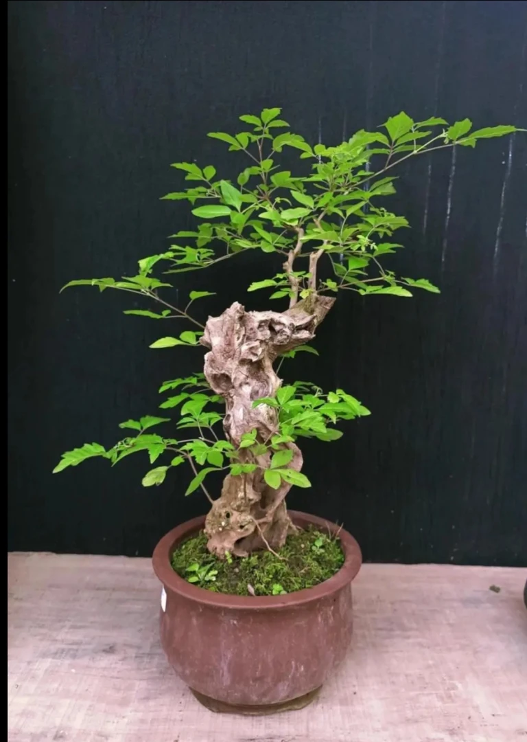 盆景素才链接图片仅供参考(实际造型以直播间实物为准)