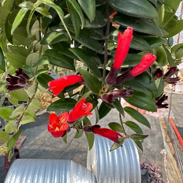 口红吊兰大盆阳台垂吊植物爬藤开花净化空气吸收甲醛（目前无花）