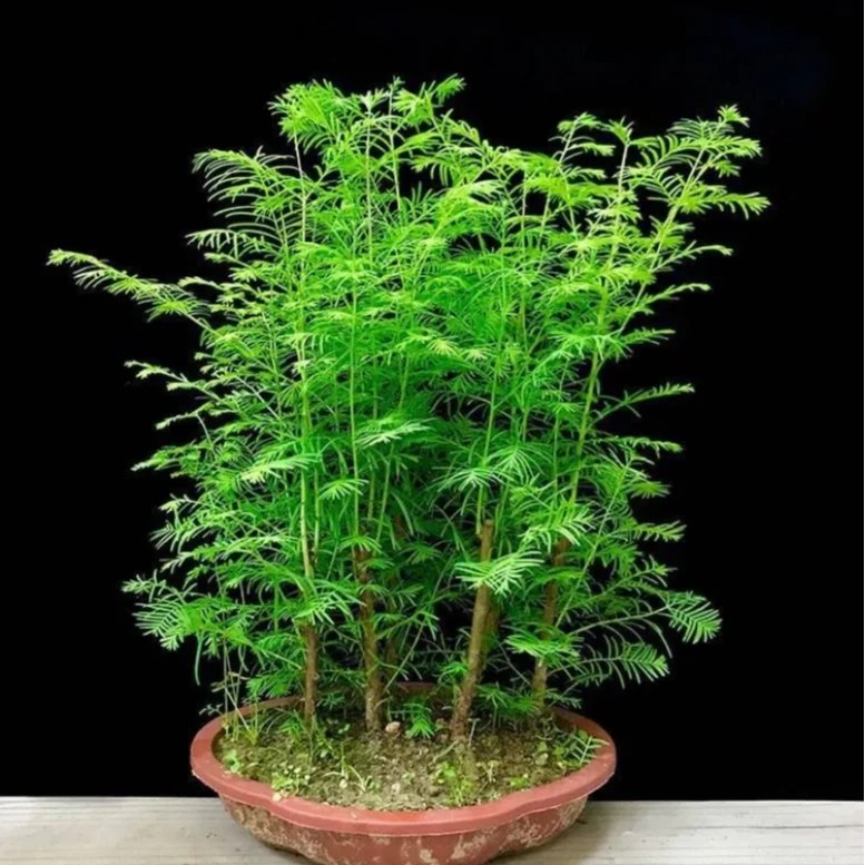丛林水杉盆景室内四季常青花木植物树苗盆栽客厅净化空气精品古韵