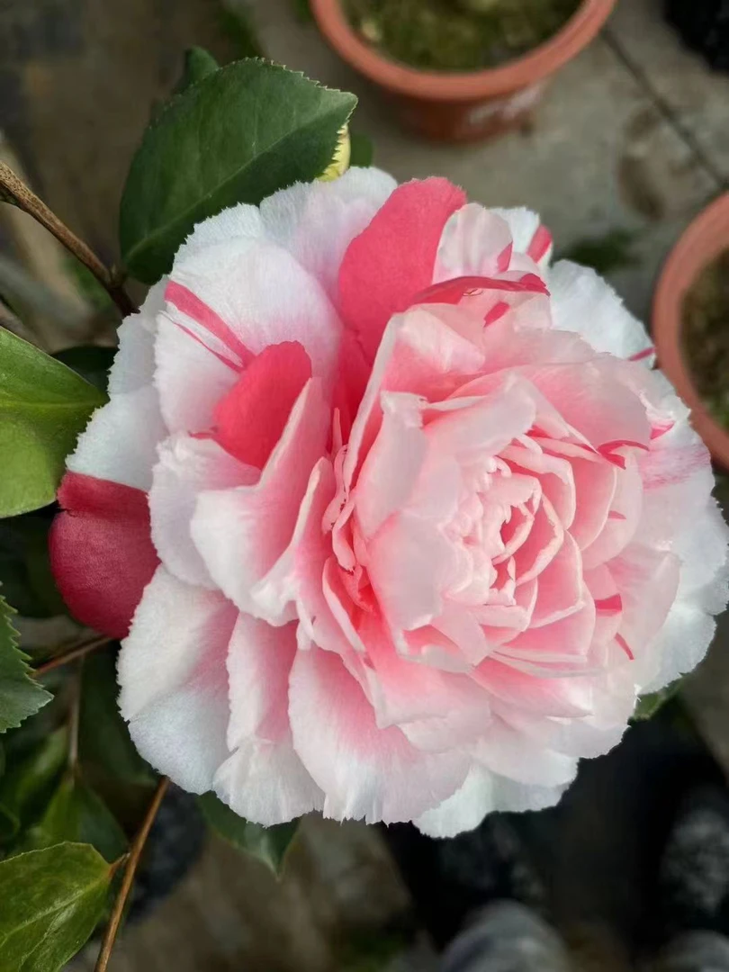 山茶花 四季茶花 品种茶花 日系茶花 有带香味的