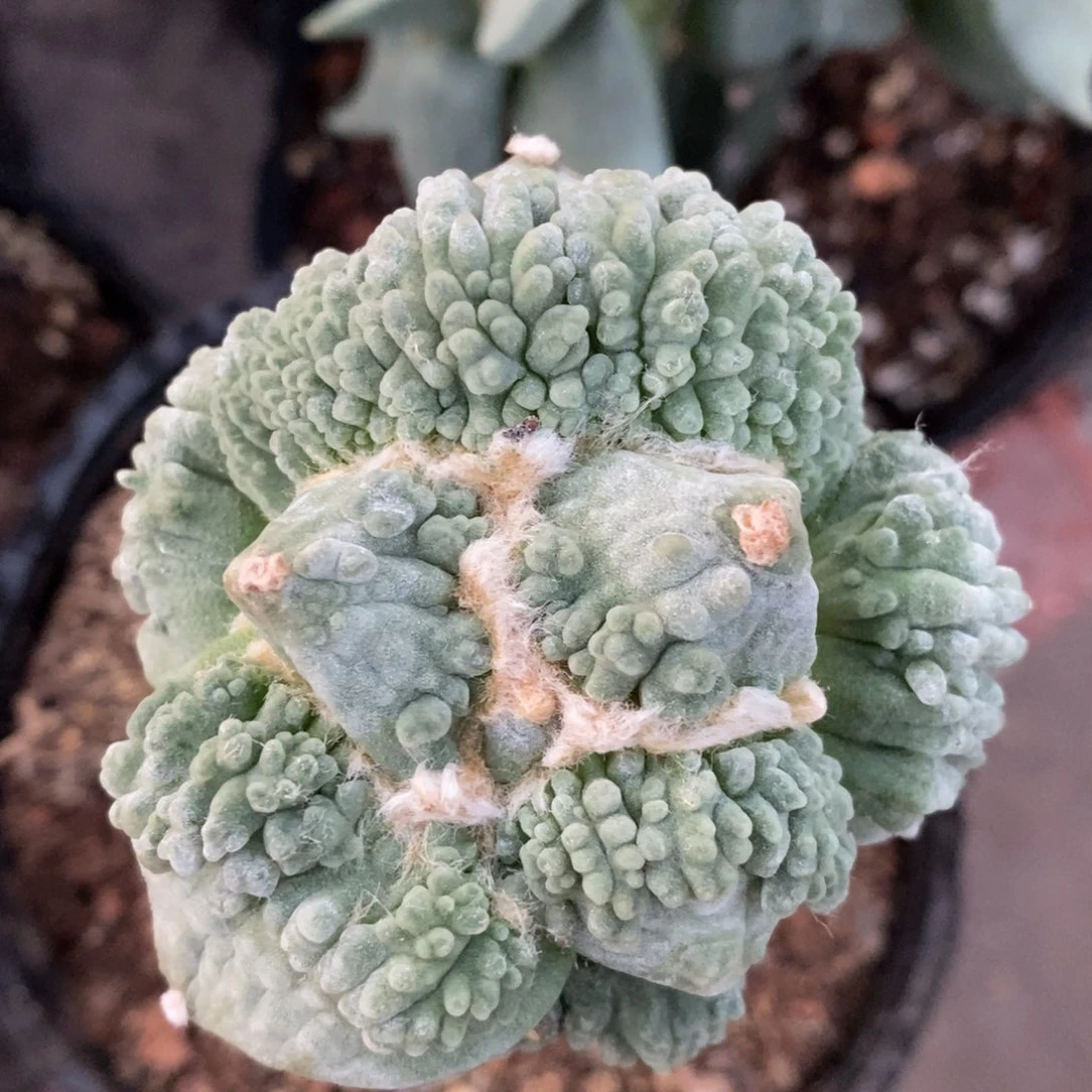 嫁接宽油怒涛，福利捡漏