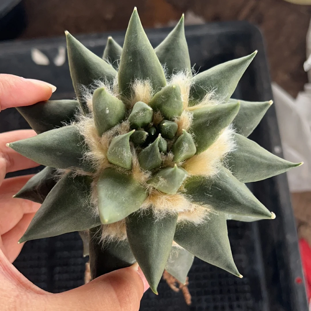 龙牙自根量拍 仙人球植物