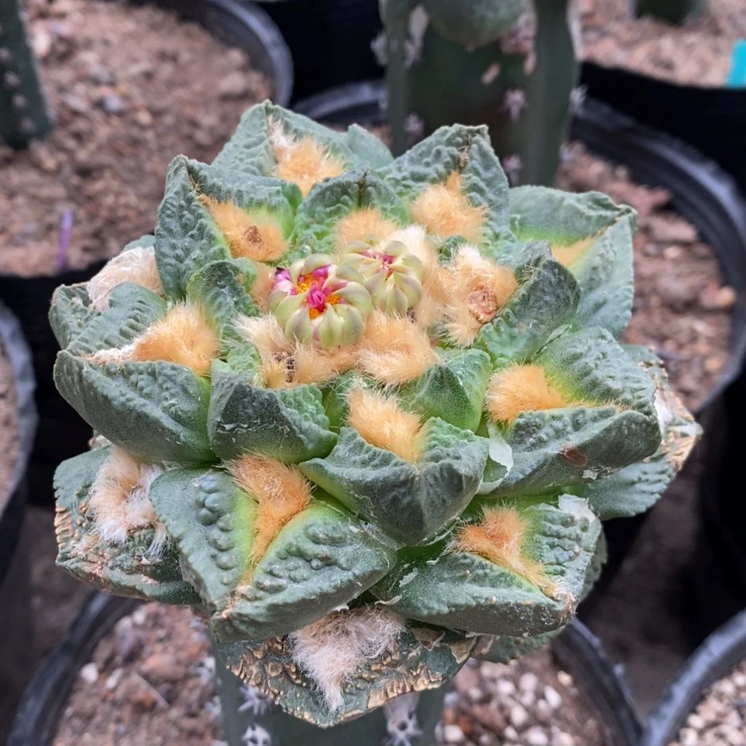 嫁接龙角龟甲牡丹，