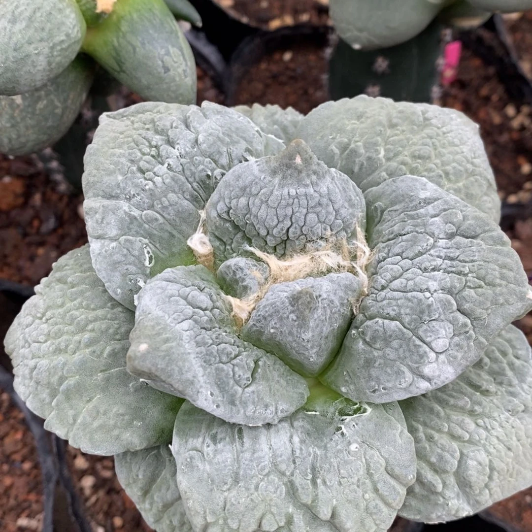 白肌牛舌牡丹，嫁接