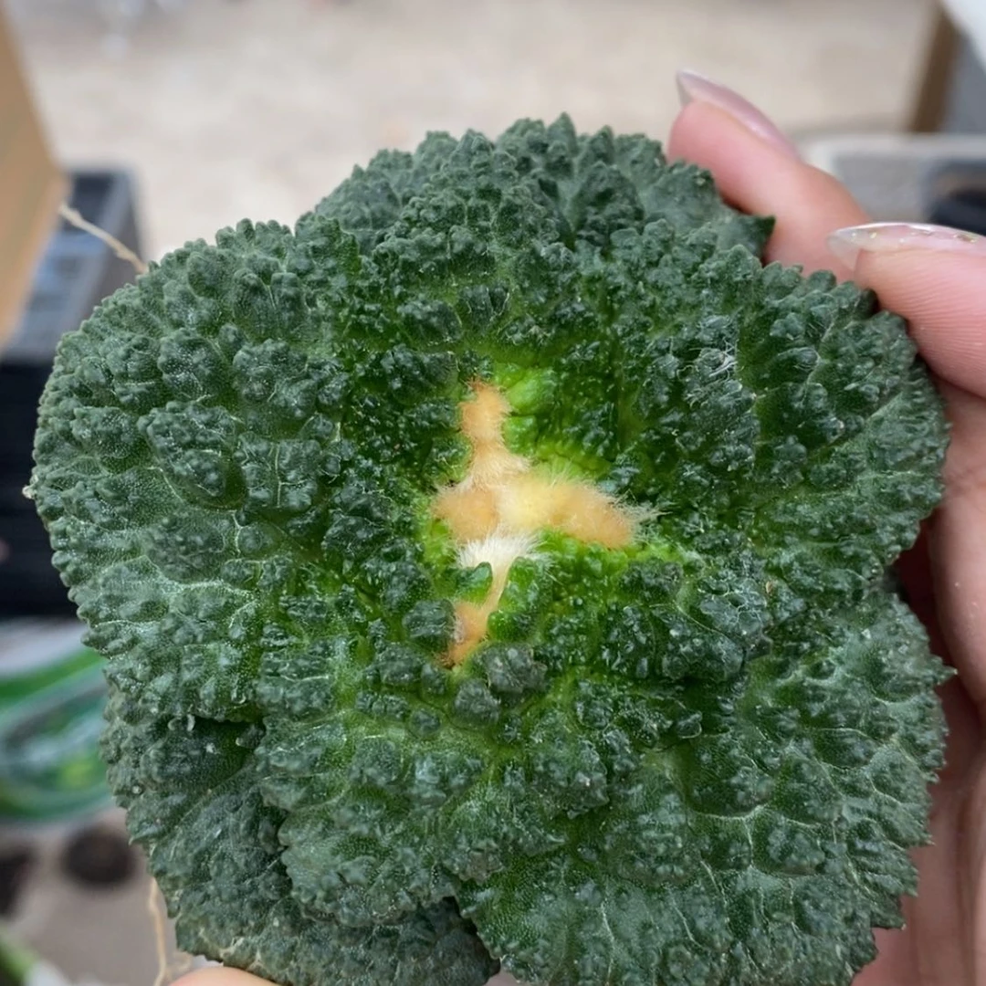 【闪购商品】自根哥斯拉