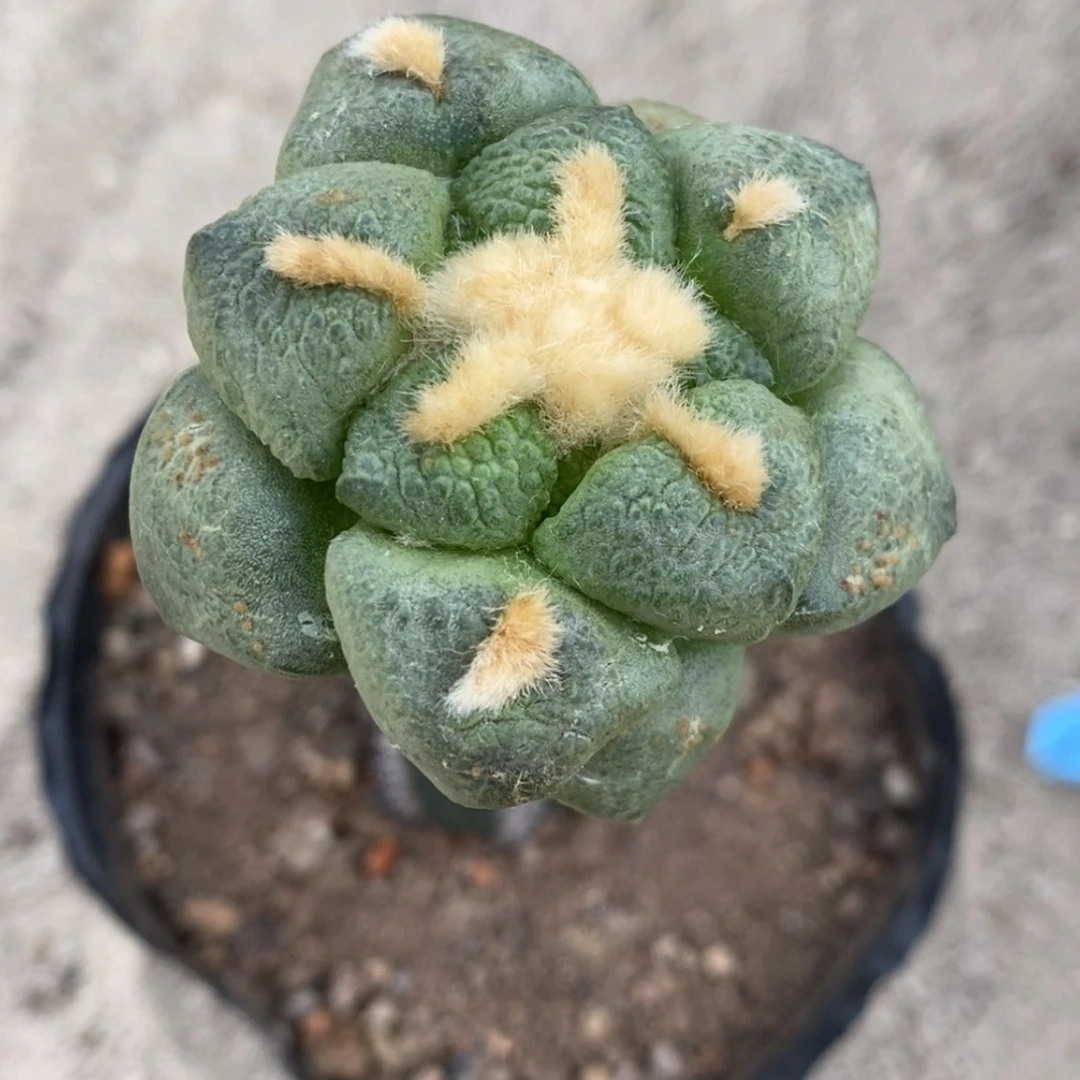 【闪购商品】随**学福利连山，