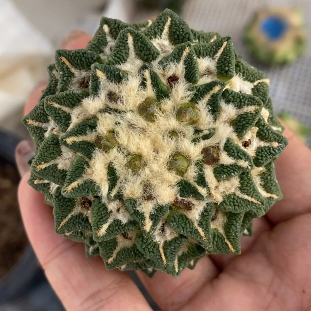 落地无根螺旋大油黑