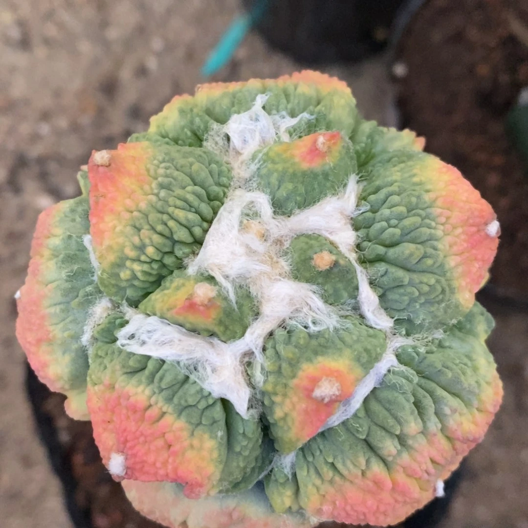 好看可爱美丽，福利