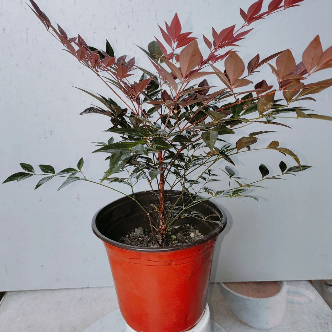 红宝石南天竹暮光之城南天竹绿色柠檬南天竹彩叶小绿植基地直发