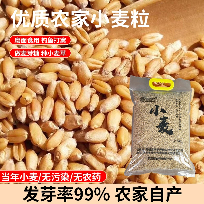 吉运兴正宗优质带皮小麦粒食用磨面麦芽糖发芽猫草酿酒喂鸽喂家禽