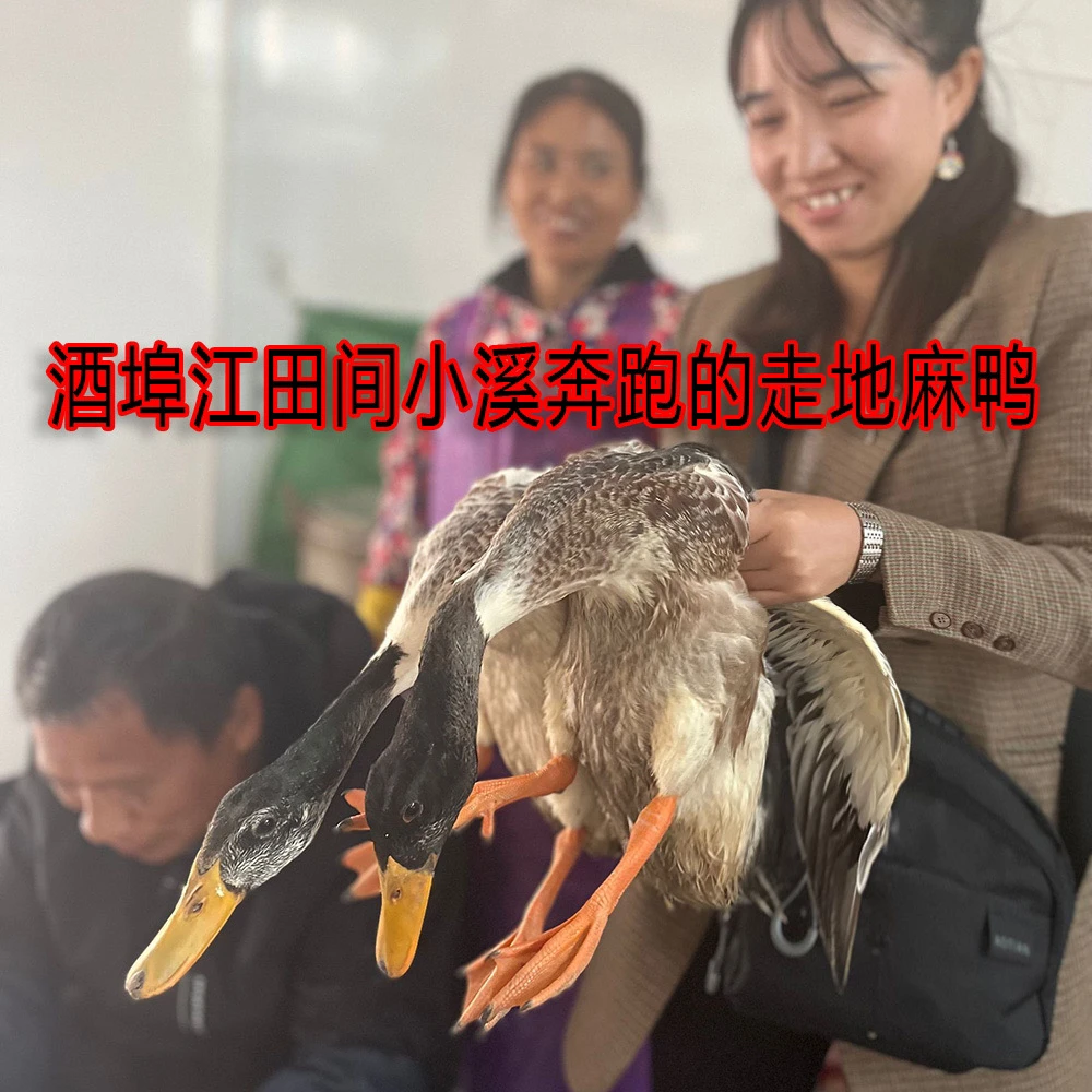 顺丰包邮湖南攸县本地麻鸭鸭肉血鸭600克