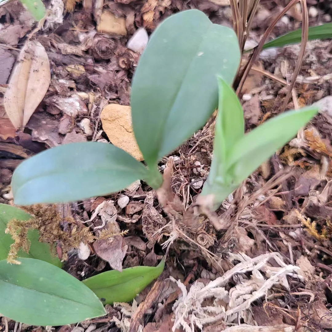 罗平王平小哥兔耳兰