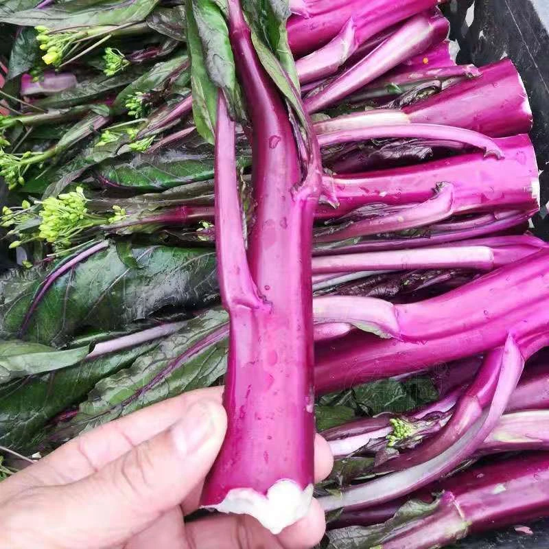 红菜苔种子种籽蔬菜子秋季秋冬菜籽菜种四季菜心耐热盆栽春季蔬菜