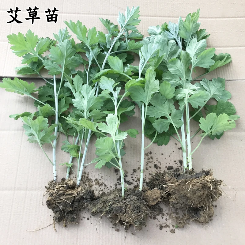 药用食用大叶艾草根种植艾草种子苗驱蚊艾蒿新鲜四季带根艾草苗