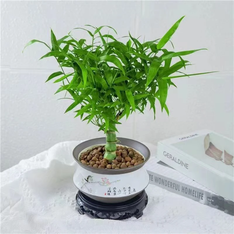 【福利】佛肚竹迷你小桩（裸根发货）1号