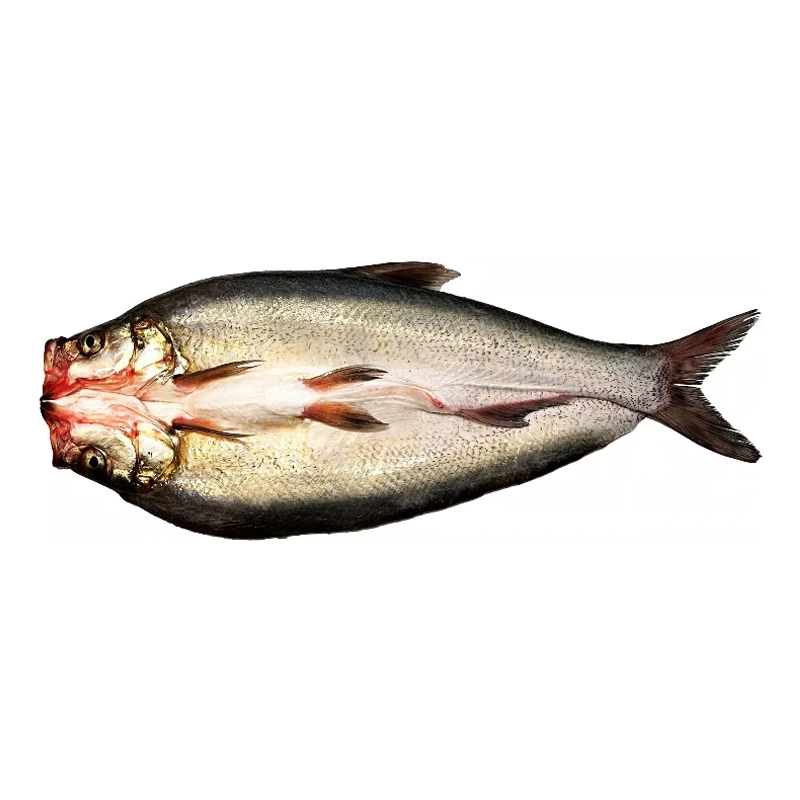 丹江口翘嘴白鱼好吃美味加工3斤-6斤/条顺丰冷链包邮翘嘴鱼