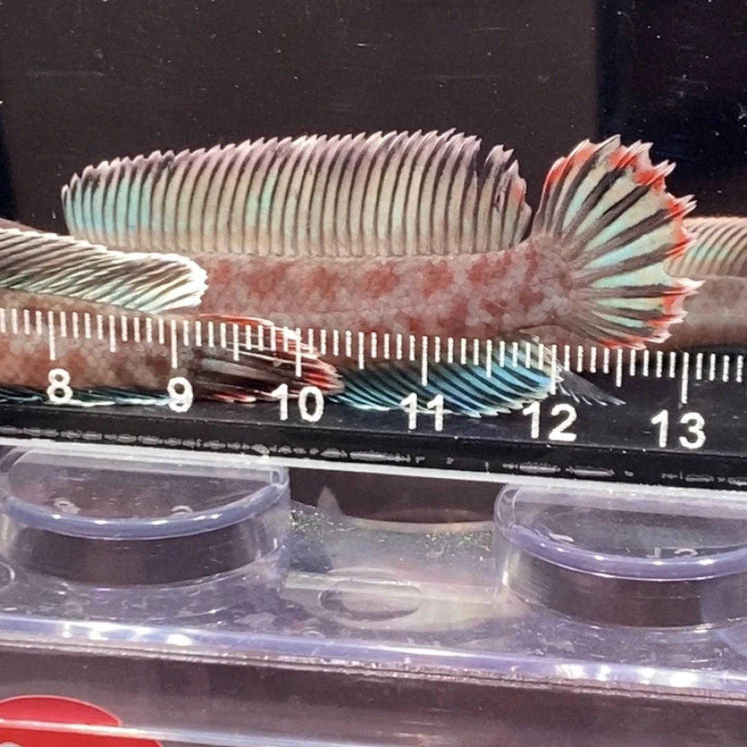 直播选鱼专用不要单拍 单拍发饲料